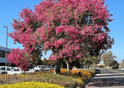 A pink tree in Camarillo, Ca.
